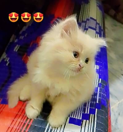 Persian Triple Coated Kittens Fawn Color Cute