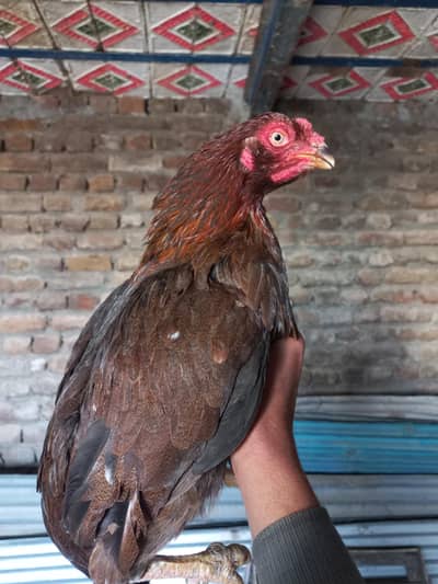 high quality female is for sale