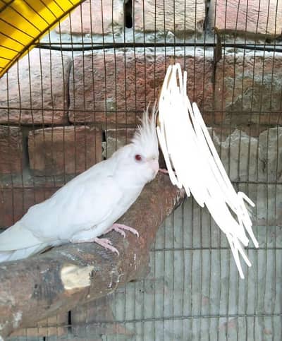 Eno Red eye 1 female  available for sale. whatsapp only : 03284381936