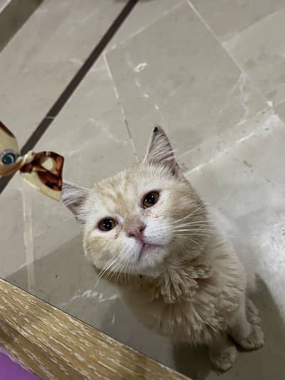 Cute british shorthair cat, very calm and playful