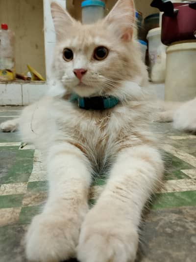 Pair of Semi Persian Cat For Sale Karachi
