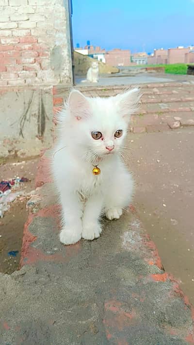 parshian cat kids