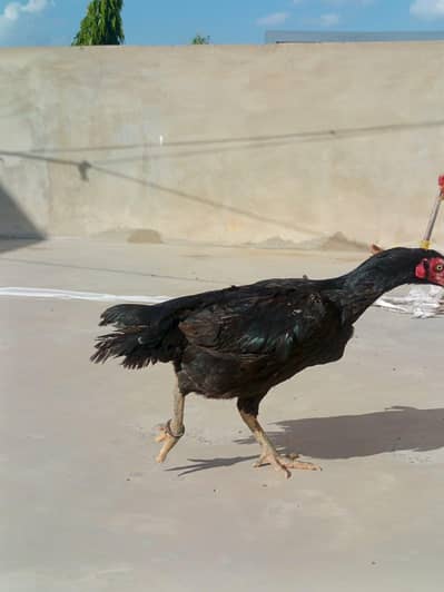 mushka pair AVAILABLE FOR SALE urgent