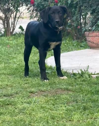 Labrador pair For Sale