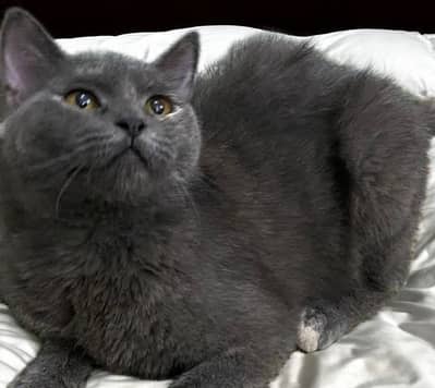 British Shorthair