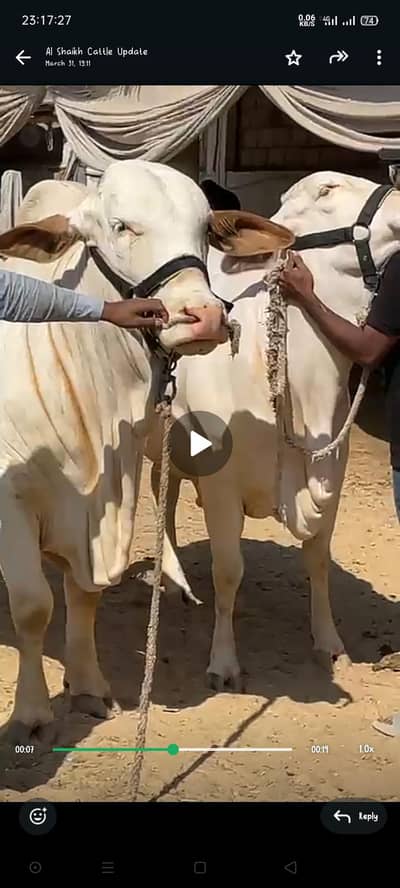 ull / nukra Bachra / dondy bachre