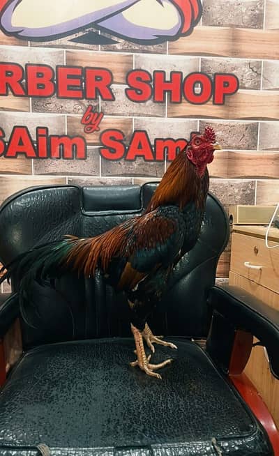 aseel mainwali Peshawar crous