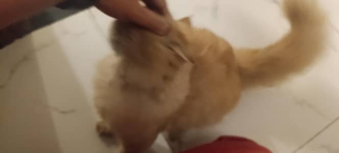 Ginger Light Brown Persian Kitten