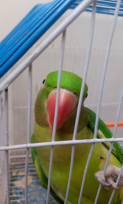 Raw toking female available