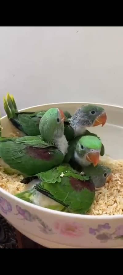 Raw jambo size chicks 03240045535