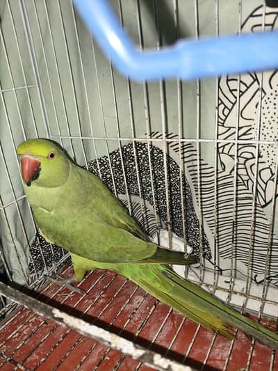 female ringneck parrot