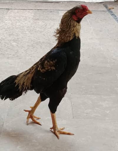 Healthy Aseel Hens for Sale – Strong & Active