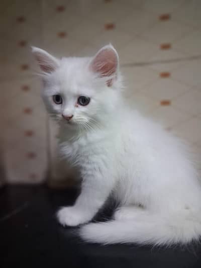 pure Persian kittens