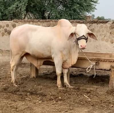 Bull/ Nukra bull/ 2 dant Qurbani Bull/ Qurbani Cow/ Nukra Bechra