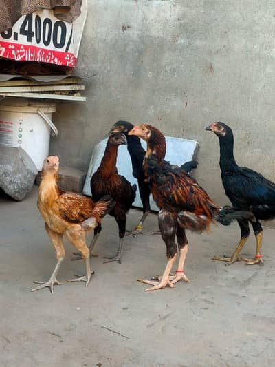 aseel lasani miawali cross hy 5 hy . 2 male 3 female