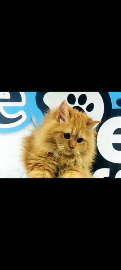 I sell my male cat he is very friendly i