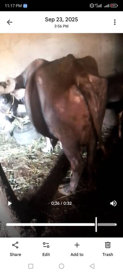 bhens for sell whats ap 0.3. 1.3. 5.9. 6.0. 8.1. 1