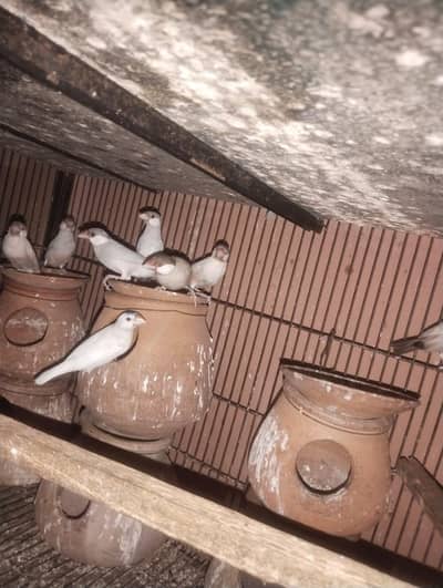 Australian breeder pair