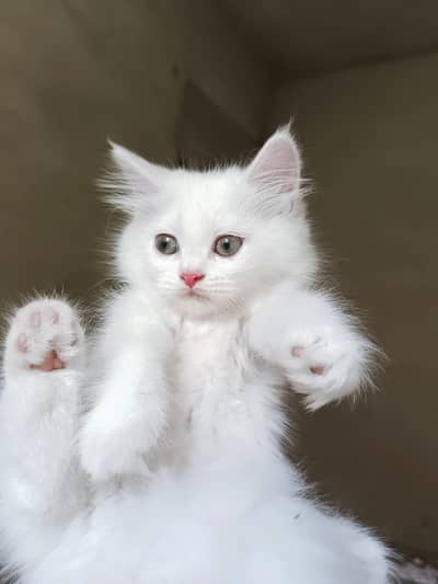 Persian kittens