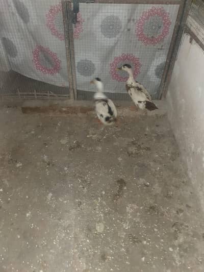 1 Fancy Pair for Sale on immediate basis on through away prices