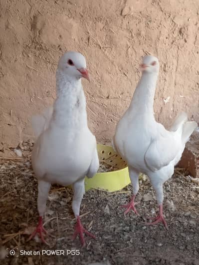 Maltese pigeon chicks