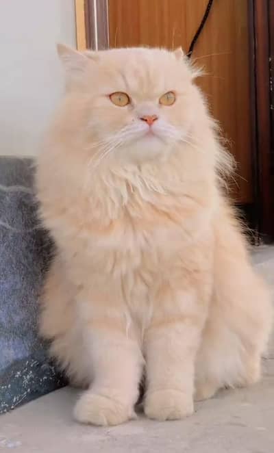 triple coted ful traind punch face 03125718522