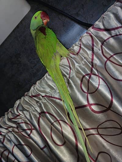 big size kashmiri raw