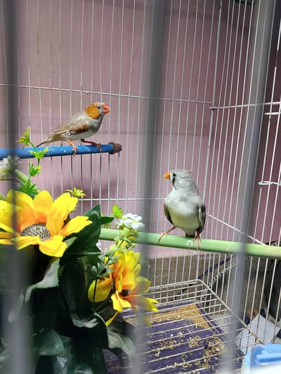 Finches Mutation Pair