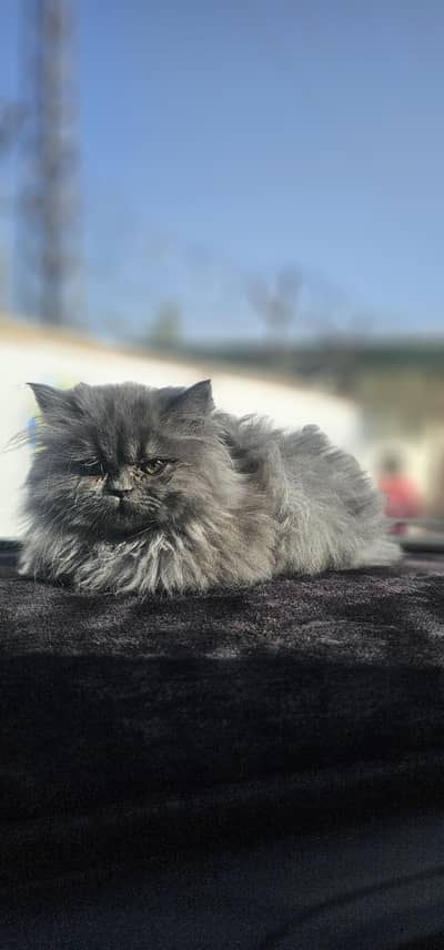 6 months old Persian cat