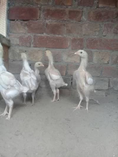 aseel heera 03214203251