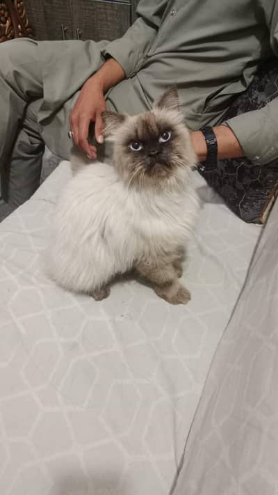 Persian 3 cod cat