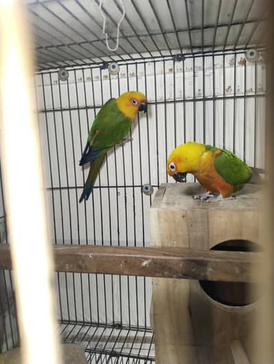 Conure Birds