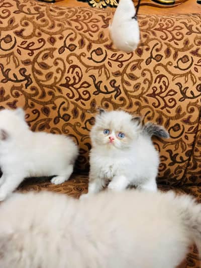 Persian kittens triple coat pair  for sale contact whatsap 03201503884