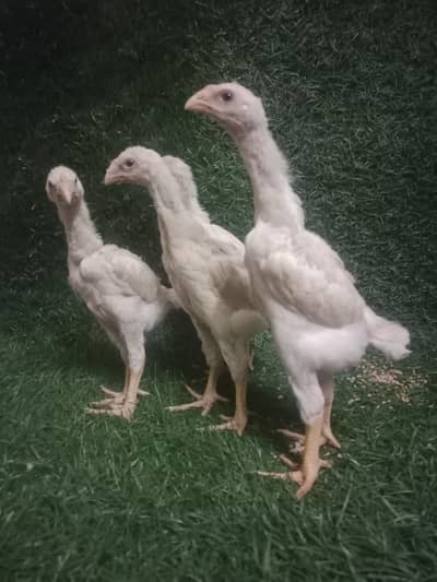 Aseel | Shamo | king shamo | O Shamo | White Shamo | chicks