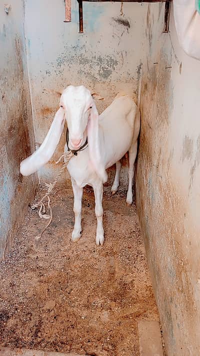 Gulabi Bakri