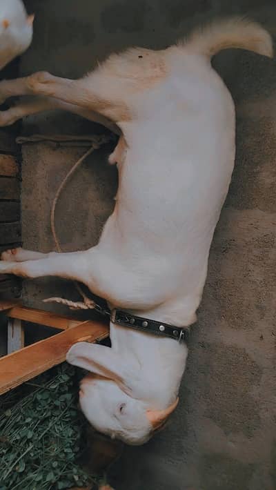 Full White Bakra For Qurbani Pink