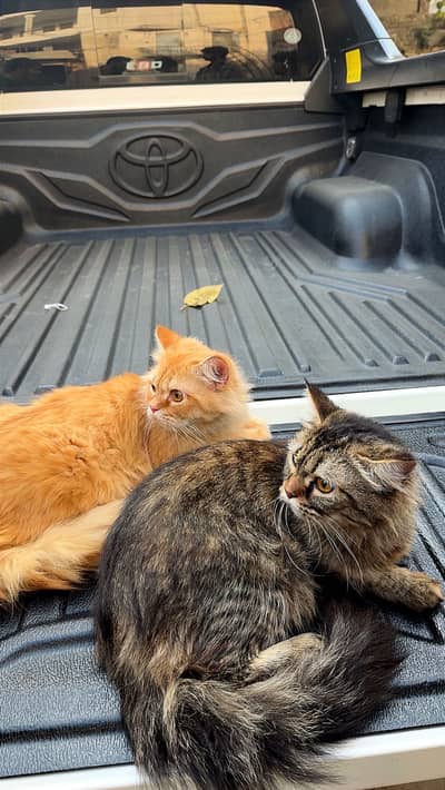 Tabby persian (doll face) tripple coat pair