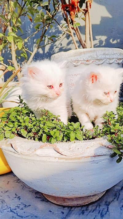 pair persian