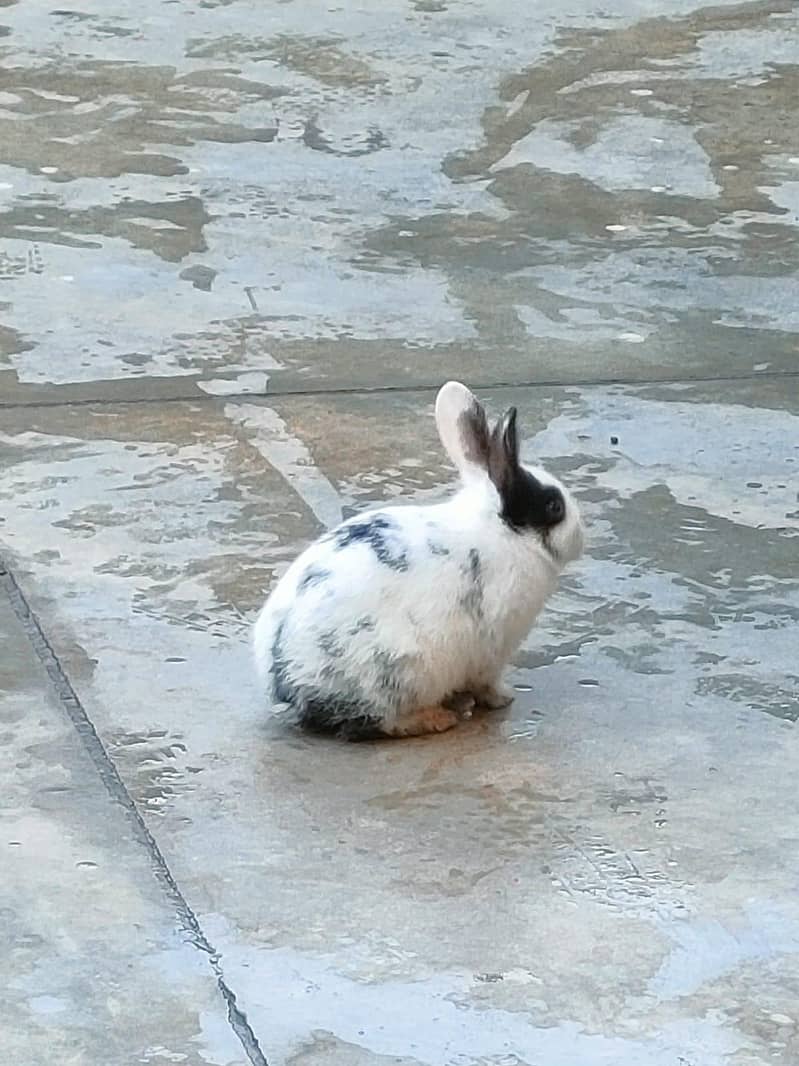 Rabbits 4