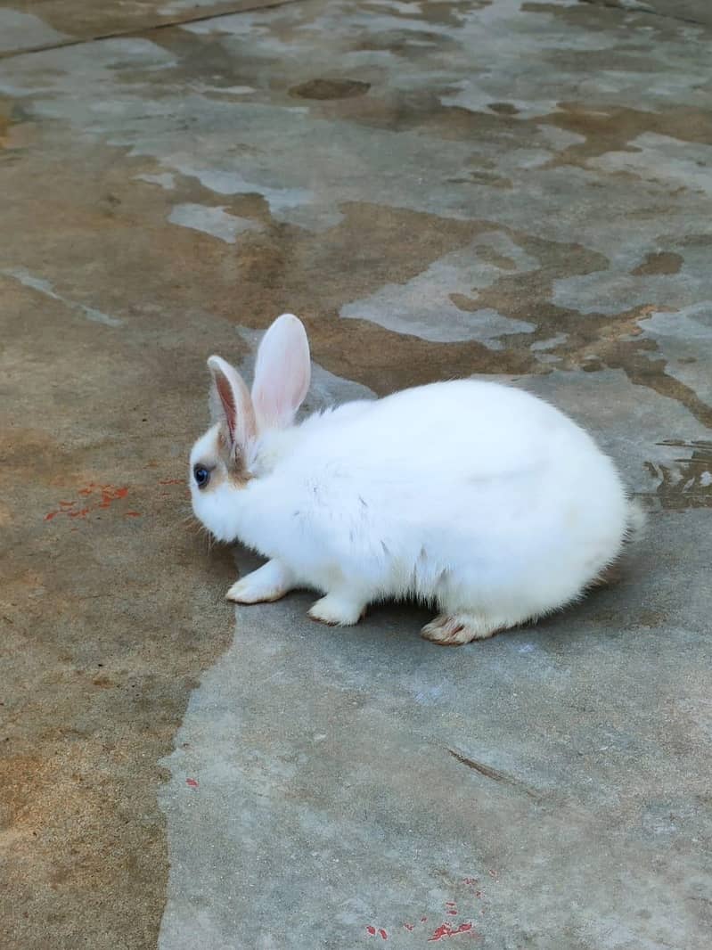 Rabbits 5