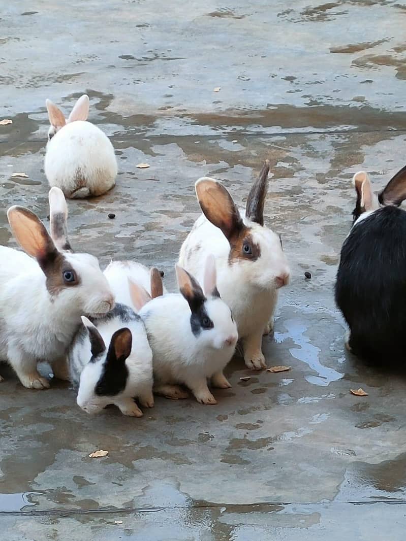 Rabbits 6
