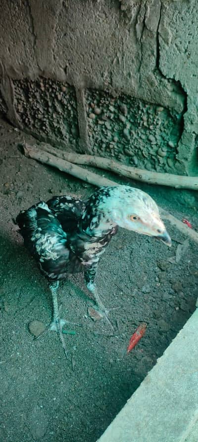 Aseel chicks pair for sale 03433644676