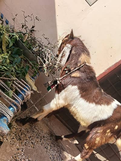 Goat for sale