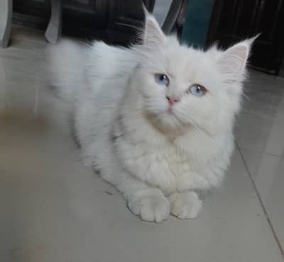 White persian punch face cat