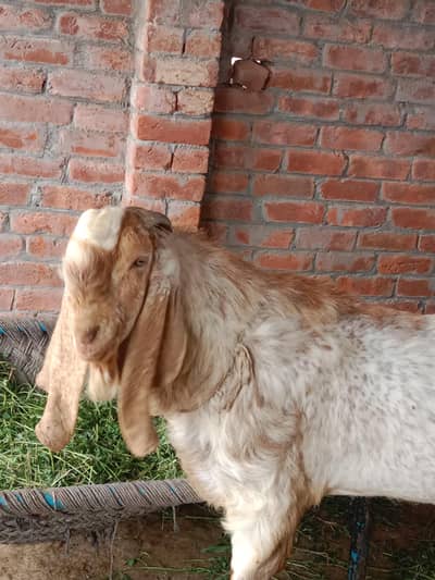 Makhi Cheena Breedar Male 03143380417