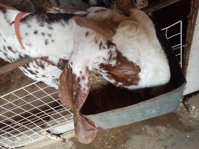 makha chini bakri for sale