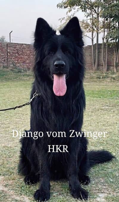 Black German shepherd Highly Pedigree For Cash Stud only