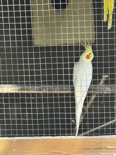 Cock tail pair for sale