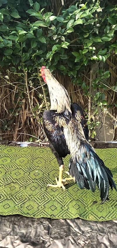 Beautiful Sawa jawa Aseel patha , Rooster 03444859901
