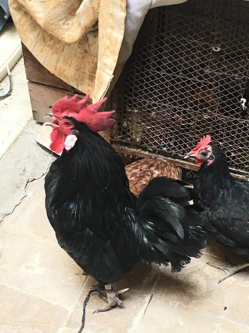 Red eye breeder pair — photo 10